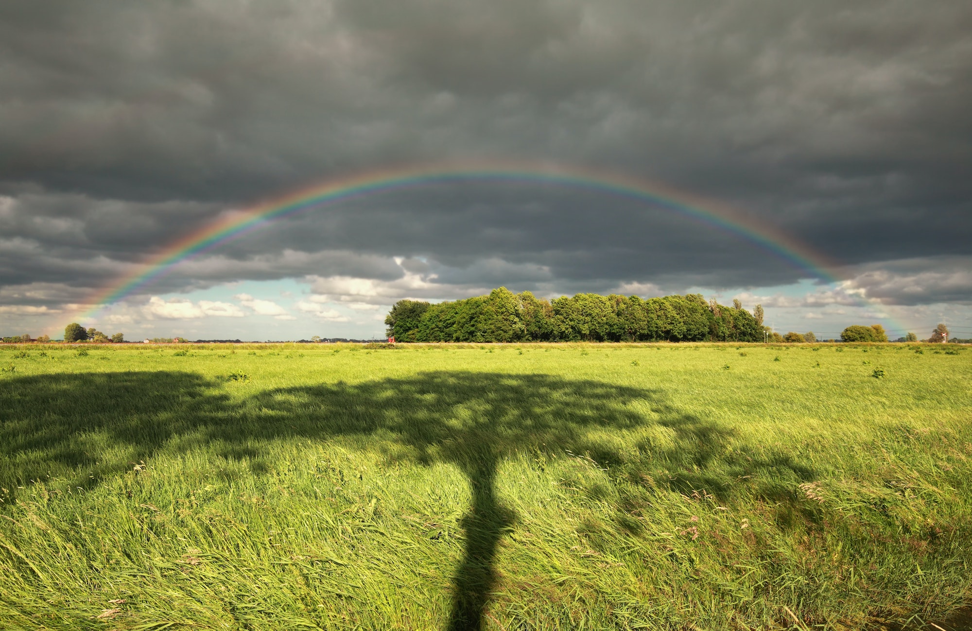 rainbow and tree shadow